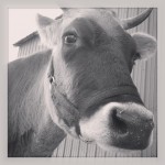 Family Milk Cow | livinlovinfarmin.com