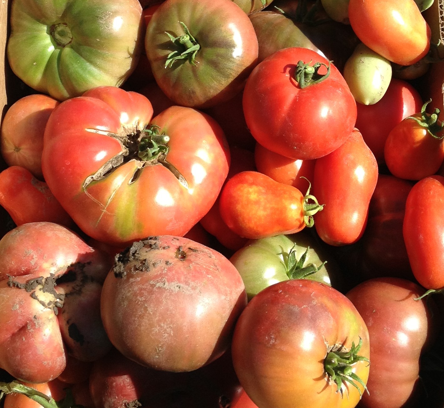 Canning Roasted Tomato Minestrone Soup | livinlovinfarmin
