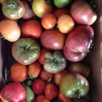 Canning Minestone Soup. Paleo | Tomatoes | Gardening | Homesteading | Livinlovinfarmin