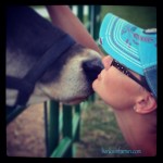 livinlovinfarmin.com