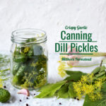 Dill pickles, canning, millhorn farmstead
