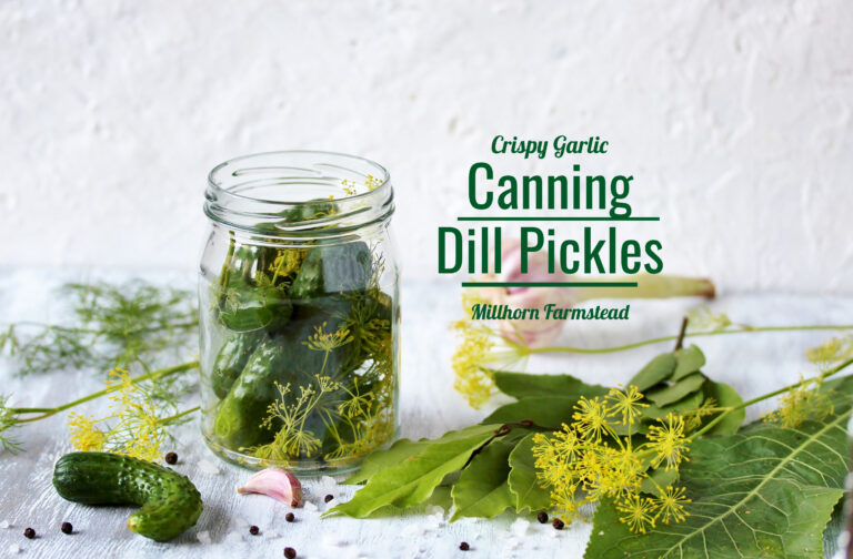 Dill pickles, canning, millhorn farmstead