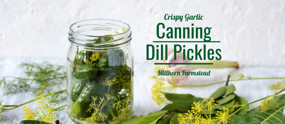 Dill pickles, canning, millhorn farmstead