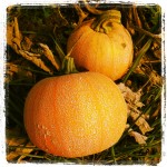 Canning pumpkin | Gardening | Homesteading | Livinlovinfarmin