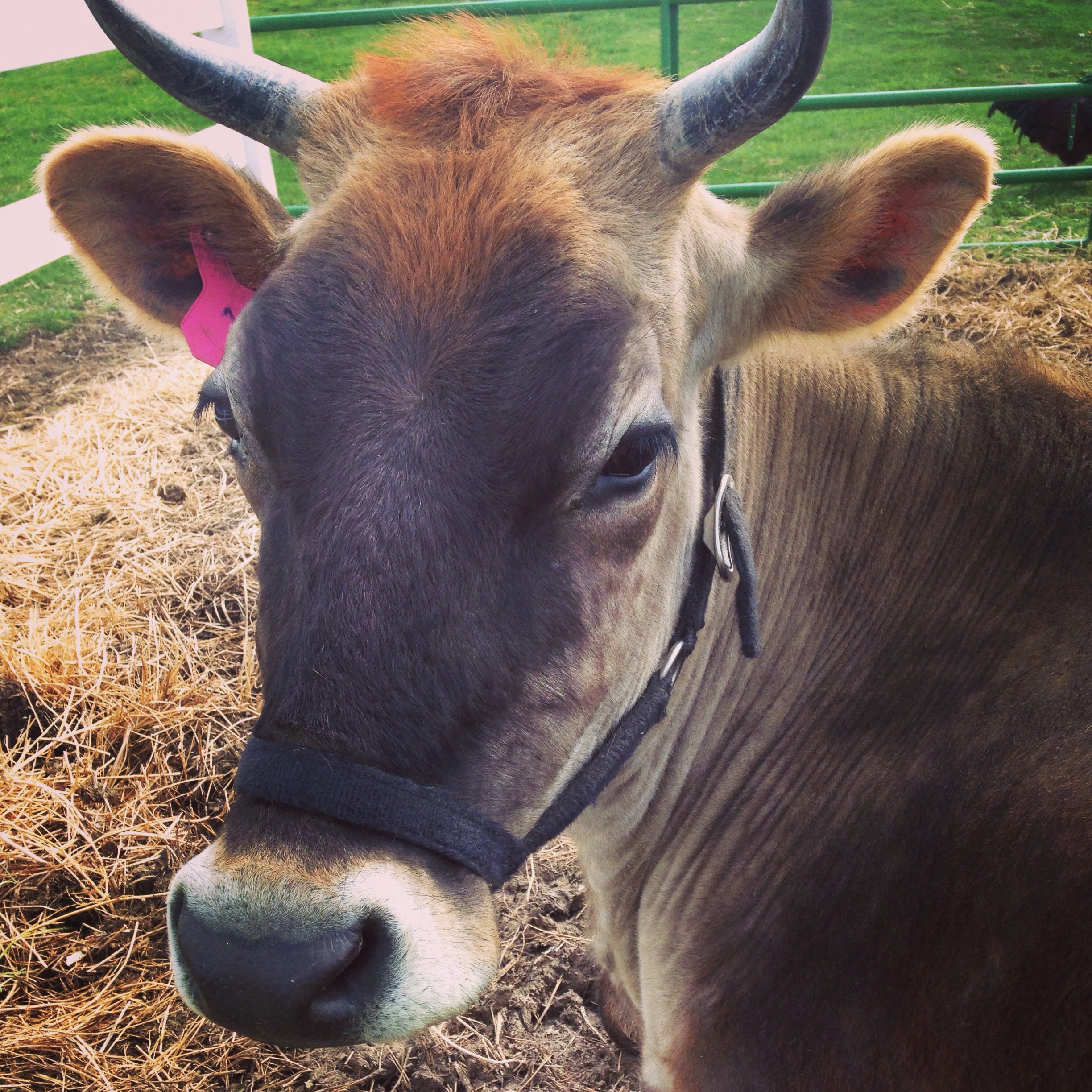 Battle to be alpha cow