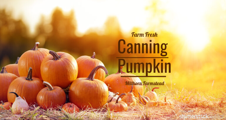 Canning pumpkin,