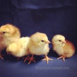 Buckeye Chicks | Homesteading | Livinlovinfarmin