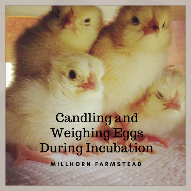candling and weighing eggs during incubation