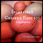 Incubating Chicken Eggs, backyard chickens | livinlovinfarmin
