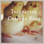 incubating Chicken eggs | Homesteading | Backyard Chickens | livinlovinfarmin