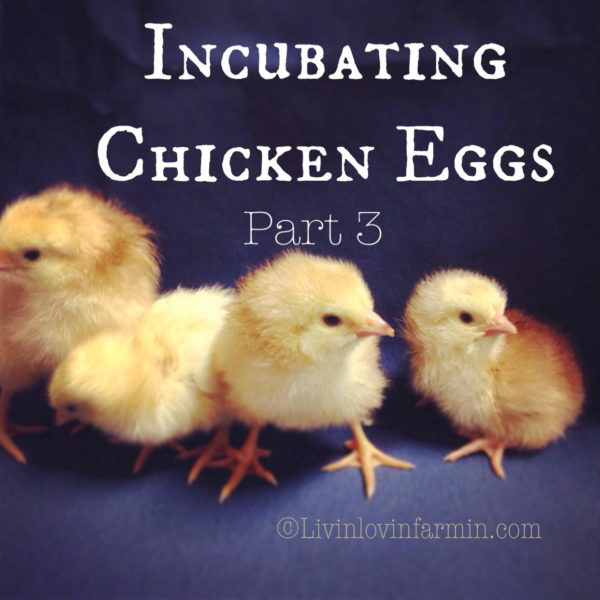 Incubating Chicken Eggs. Part 3 - Millhorn Farmstead