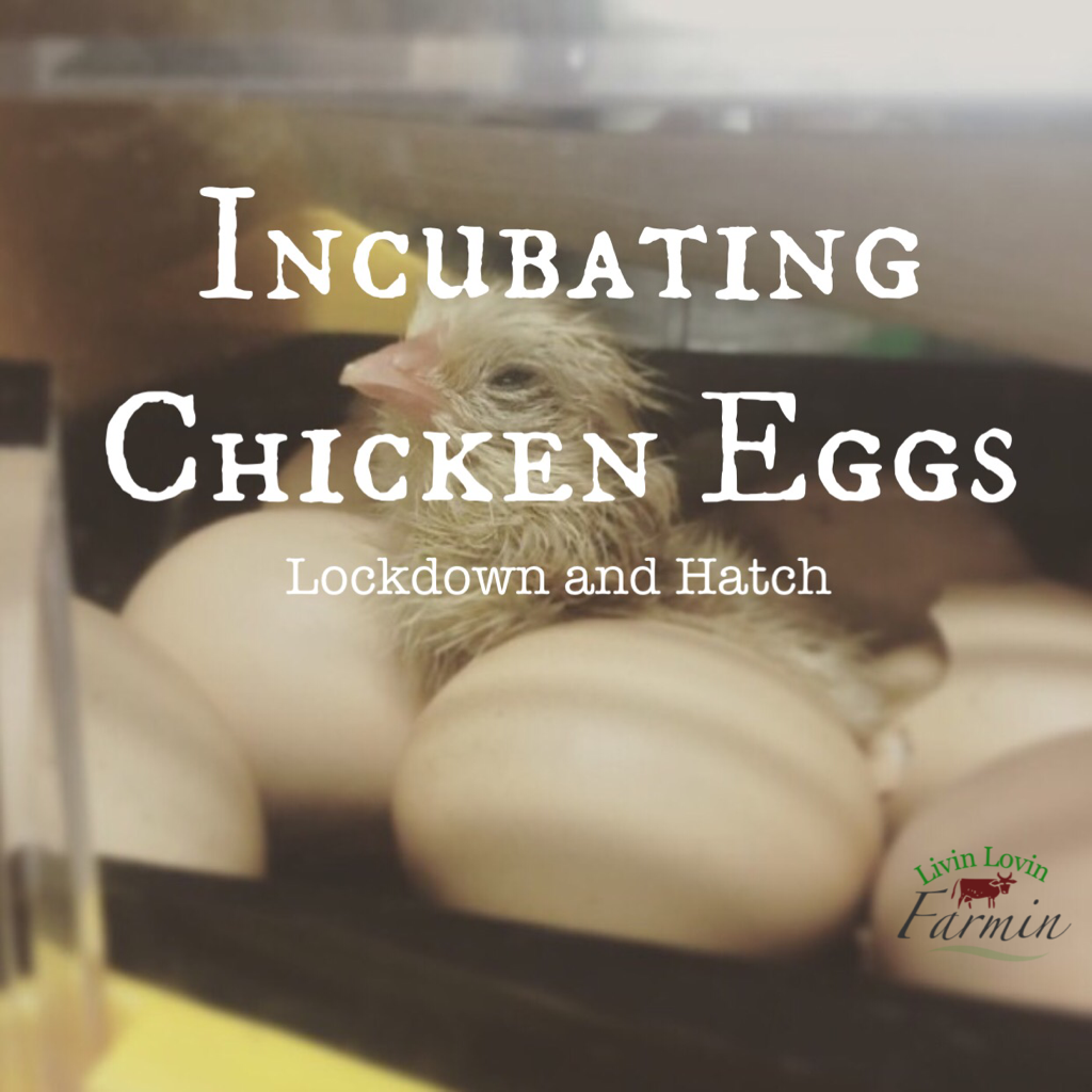 Incubating Chicken Eggs Lockdown and Hatching Millhorn Farmstead