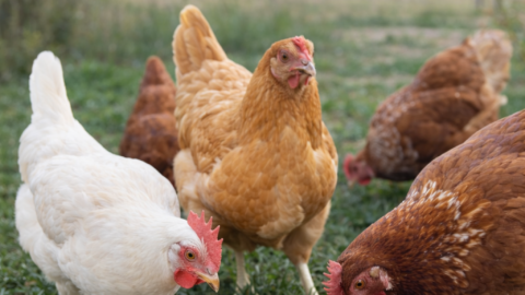Golden backyard laying hen standing on green grass in a quiet rural setting, representing simple chicken keeping and egg production on a homestead.