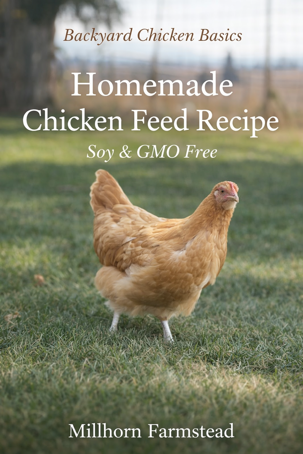 Golden backyard laying hen standing on green grass in a quiet rural setting, representing simple chicken keeping and egg production on a homestead.