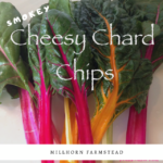 smoked cheesy chard chips | millhorn farmstead