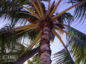 The signigficance of the Palm | Agrarian | livinlovinfarmin