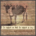To Induce or Not Induce the Family Milk Cow | livinlovinfarmin.com