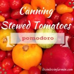 Canning Stewed Tomatoes | Homesteading | Livinlovinfarmin.com