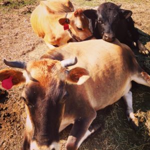 Raising Dairy cows | livinlovinfarmin.com