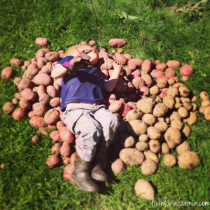 Swimming in potatoes | livinlovinfarmin.com