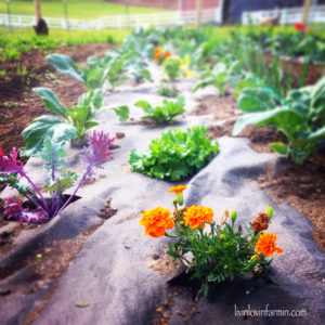 Spring garden| livinlovinfarmin.com