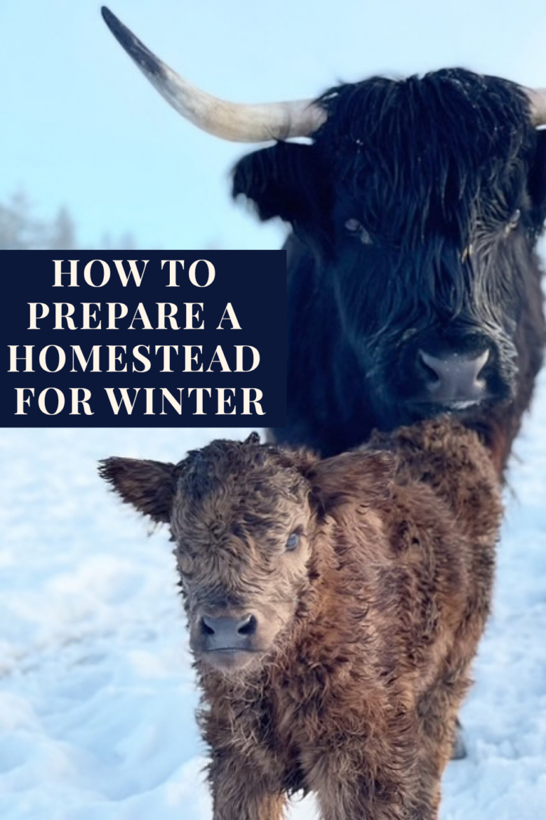 Highland cow standing behind her newborn calf in a snowy pasture with text reading “How to Prepare a Homestead for Winter”