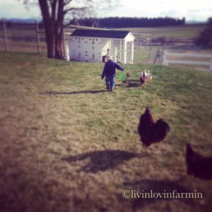 10 jobs for kids on the homestead | livinlovinfarmin (.com)