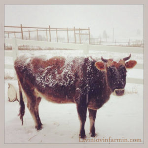 Tips on managing freezing temperatures on the Homestead | livinlovinfarmin (.com)