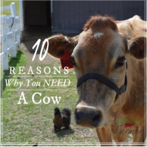 10 Reasons You Need A Cow | Homesteading | livinlovinfarmin.com