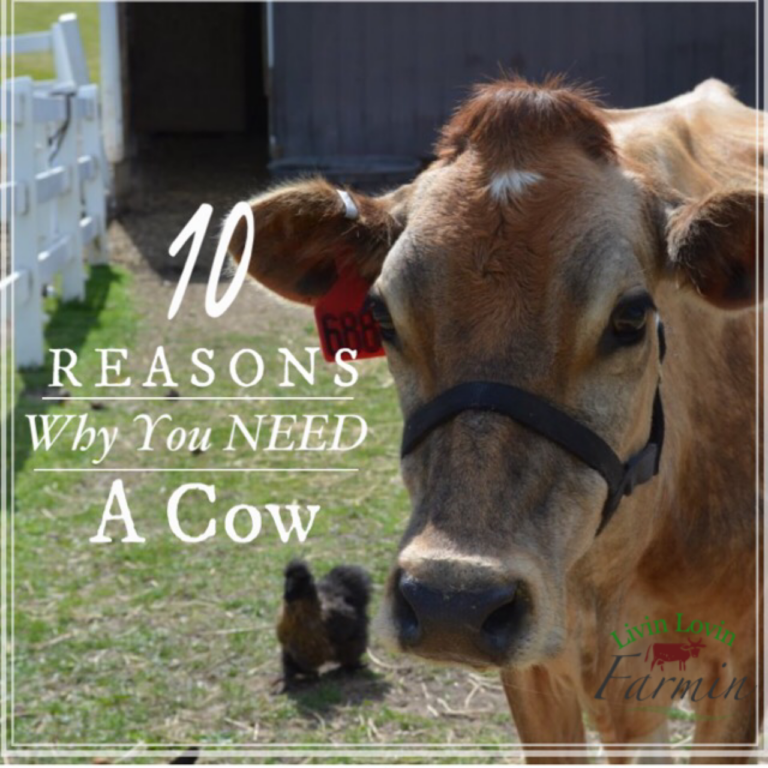 10 Reasons You Need A Cow | Homesteading | livinlovinfarmin.com