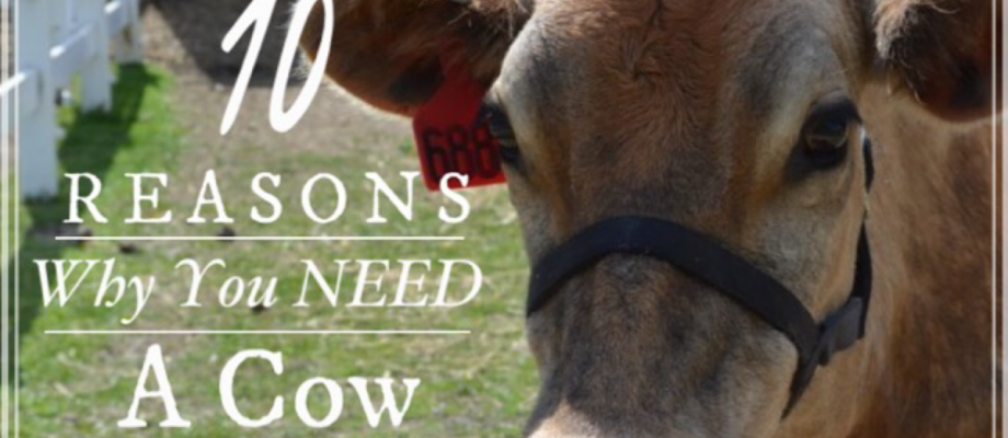 10 Reasons You Need A Cow | Homesteading | livinlovinfarmin.com