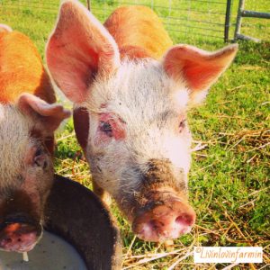 20 Ways Livestock can make you money on the homestead | Homesteading | Pigs | livinlovinfarmin