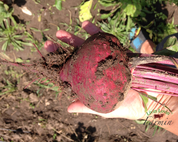 Pickling beets | gardening | livinlovinfarmin
