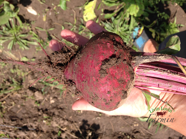 Pickling beets | gardening | livinlovinfarmin