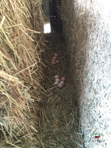 Evenings always include a hunt for the pullet eggs. 