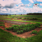 Homestead garden | Livinlovinfarmin