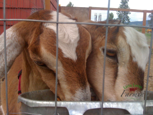 Goats | dairy animals mistakes |homesteading | livinlovinfarmin