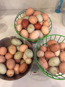 Wash or not to wash farm eggs | homesteading | livilovinfarmin