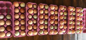 To wash or not to wash farm eggs | homesteading |livinlovinfarmin