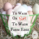 To wash or not wash farm eggs | homesteading | livinlovinfarmin
