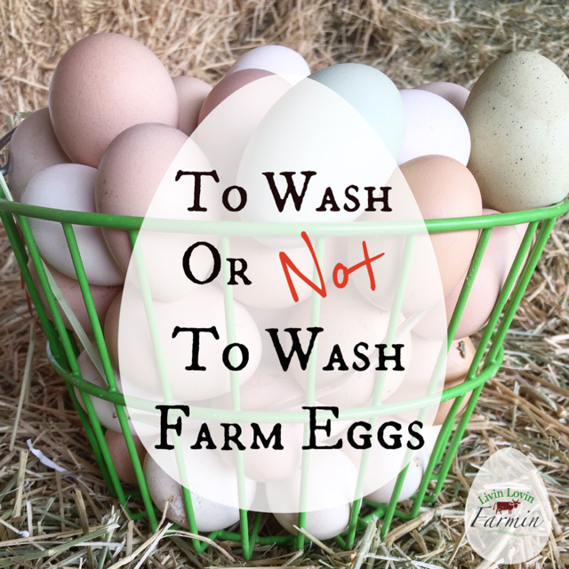 to wash or Not To Wash Farm Fresh Eggs | Homesteading | livinlovinfarmin