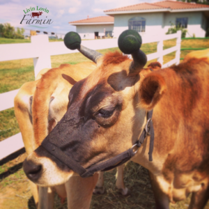 Jersey cow with golf balls on her horns