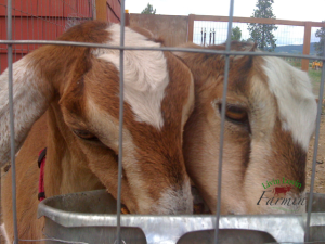 Family milk goats eating grain