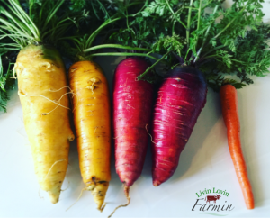 Homestead Carrots, Carrot and Ginger soup, livinlovinfarmin