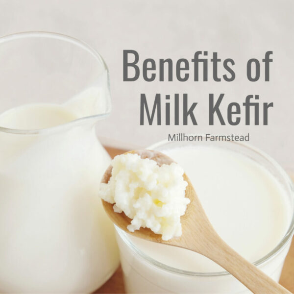 Milk kefir grains on a wooden spoon over fresh kefir showing benefits for gut health and digestion, traditional homestead kitchen
