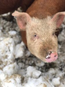 raising pigs in winter | millhorn farmstead