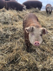 raising pigs in winter | millhorn farmstead