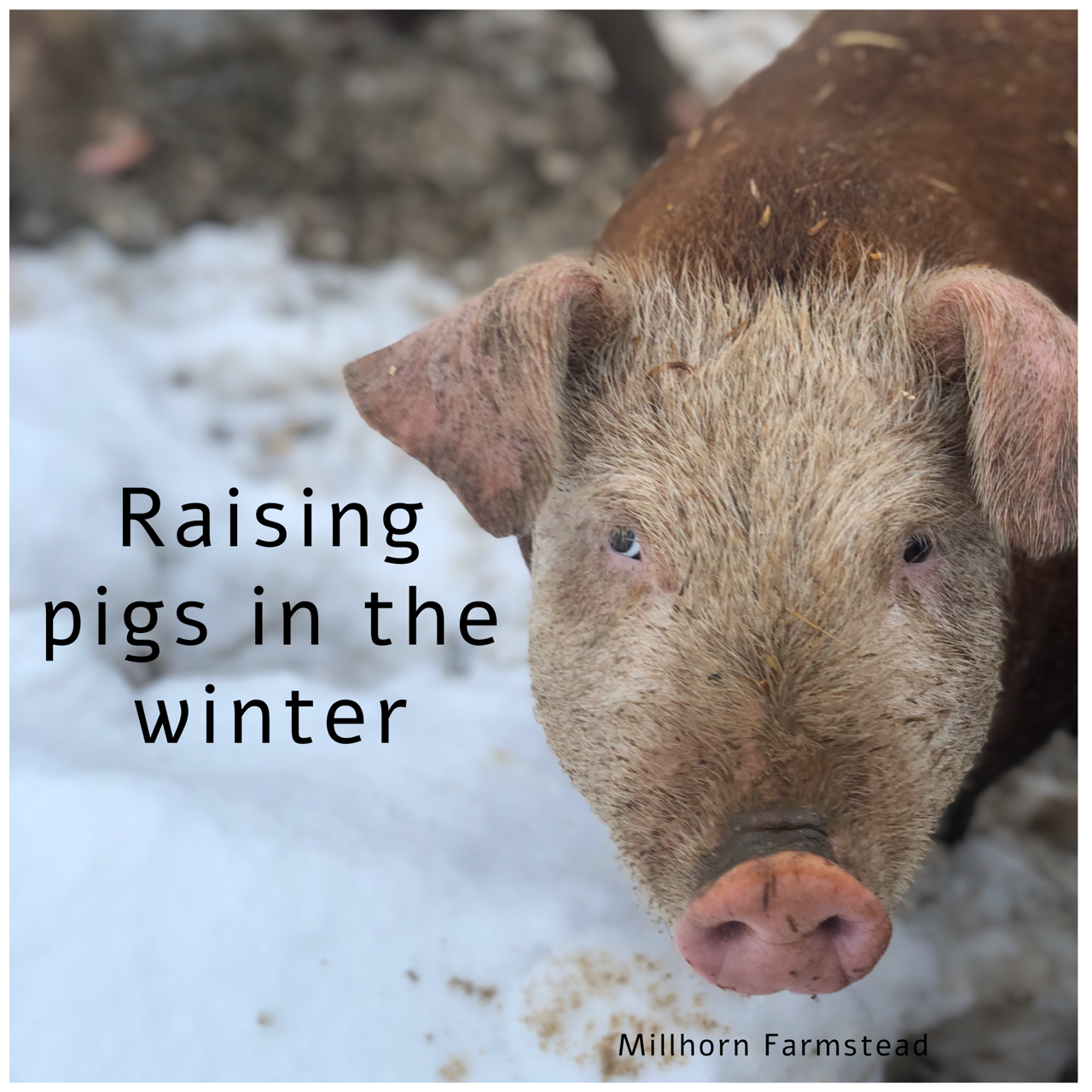 Raising Pigs In The Winter Millhorn Farmstead