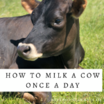 How to milk a cow once a day | millhorn farmstead