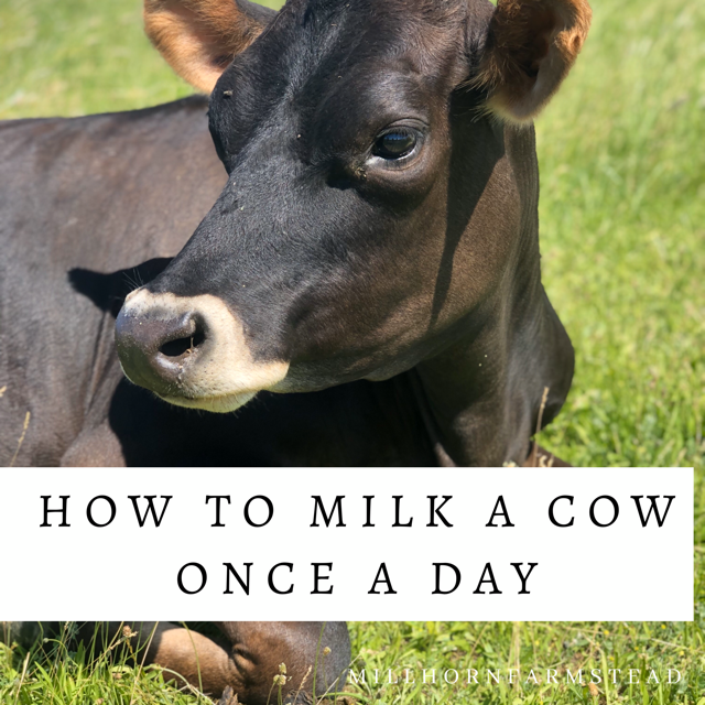 How To Milk A Cow Once A Day Millhorn Farmstead